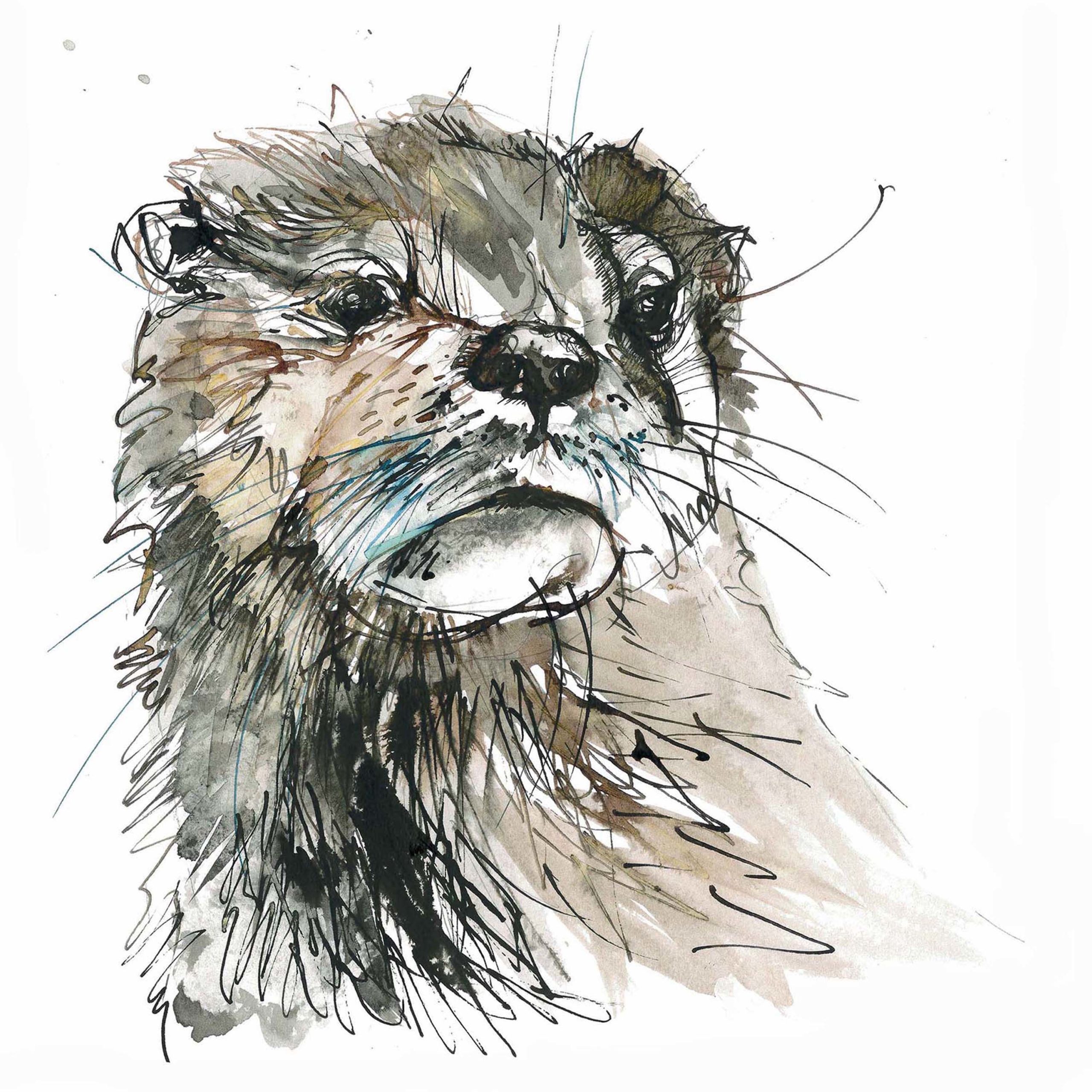  Otter pen and ink drawing - gilcl e print - ClearCompany Shop